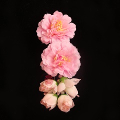 中原戏装戏曲鬓花京剧耳边绢花戏剧小姐头饰青衣花旦新款菊花头花